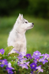 Naklejka na ściany i meble One Little cute puppy of Siberian husky 