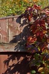 Rural fence overgrown with wild grapes.