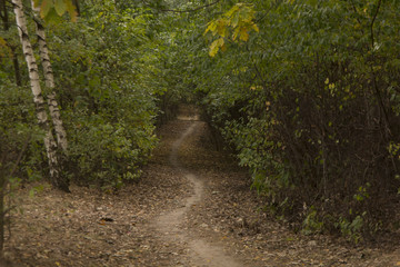 Fototapeta premium Jesienne lasy