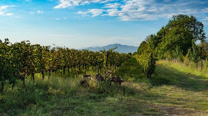 vineyard during harvest season - Rtveli, Kakheti, Georgia
