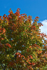 Autumn maple leaves against the sky.