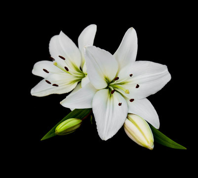 Fototapeta White lily isolated on a black background