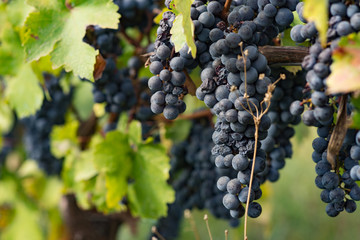 vine grapes in the vineyard during harvest, Kakheti, Georgia