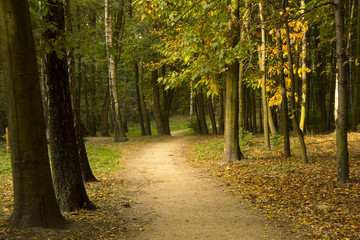 Obraz premium Jesienne lasy