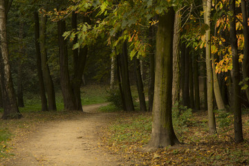 Obraz premium Jesienne lasy