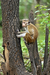 Macaca