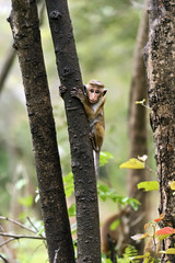Macaca