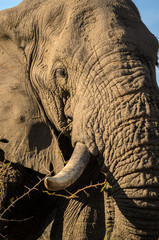Elefante, zanna, safari, Kruger Park - Sudafrica