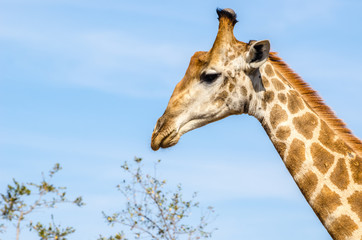 Giraffa, safari, Kruger Park - Sudafrica