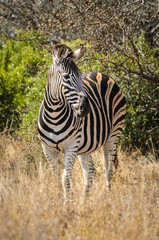 Zebra, safari, Kruger Park - Sudafrica