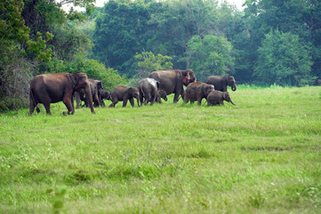 Fototapeta premium Elephant