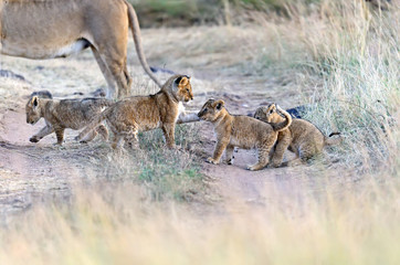 Lion Masai Mara