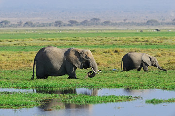 Obraz premium Elephant
