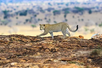 Foto op Canvas Luipaard Masai Mara © kyslynskyy