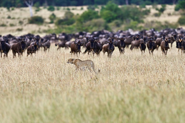 Masai Mara Cheetahs