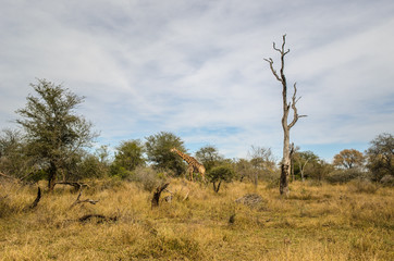 Giraffa, safari, savana -  Kruger Park - Sudafrica