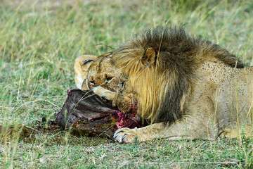 Naklejka premium Lion Masai Mara