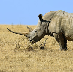 Fototapeta premium Black Rhinoceros