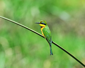 Bee-eater