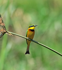 Obraz premium Bee-eater