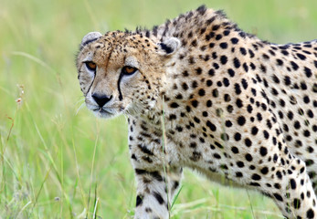 Naklejka na ściany i meble Masai Mara Cheetahs