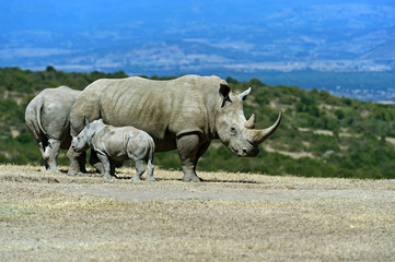 Obraz premium Black Rhinoceros