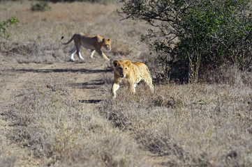 Lion