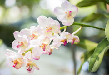 Fototapeta na wymiar light pink vanda orchid