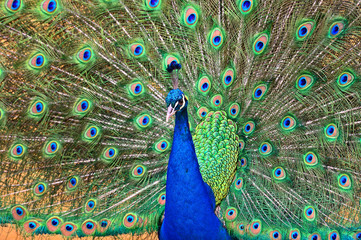 Obraz premium Peacock