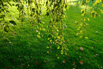 Fototapeta premium Birch green leaves