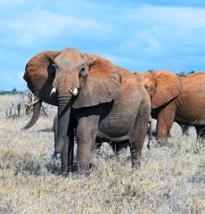 Fototapeta na wymiar Elephants Tsavo East