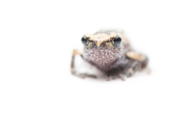 baby frog isolated focus on eye