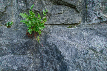 Strong plant growing in a stone wall