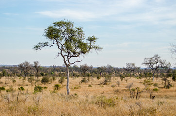 Naklejka premium Paesaggio, savana, Kruger Park - Sudafrica