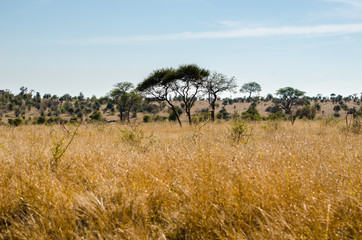 Paesaggio, savana, Kruger Park - Sudafrica