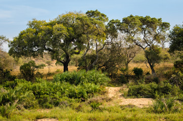 Paesaggio, savana, Kruger Park - Sudafrica