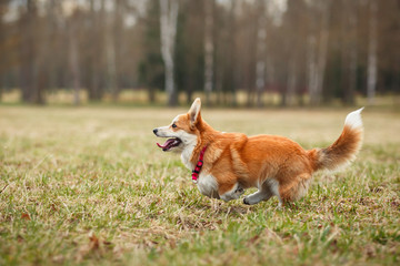 Dog breed Welsh Corgi Pembroke