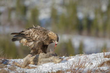 Golden eagle eating from a dead roe deer