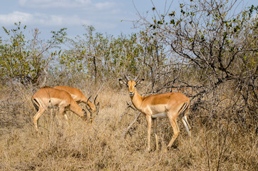 Impala, Kruger Park, savana - Sudafrica