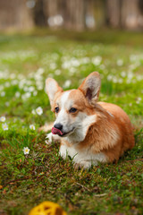 Dog breed Welsh Corgi Pembroke