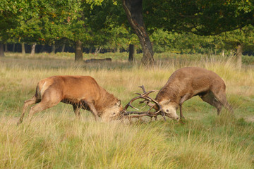 Red Deer - Fighting of two stags.