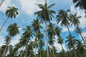 Fototapeta na wymiar View to the coconut trees plantation at Koh Samui, Thailand. Coconut farming is traditionally one of the most important businesses at Koh Samui.