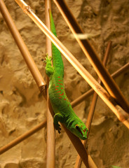 Frecher Gecko