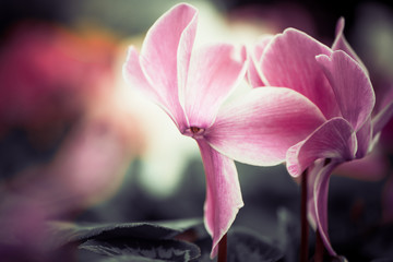 Fototapeta na wymiar pink garden flowers closeup