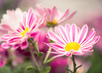 Fototapeta striped colorful flowers at abstract background obraz