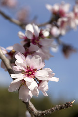 Obraz premium almond flowers