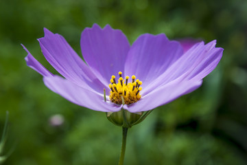 Obraz premium Blue Cosmos flower or kosmeya closeup.