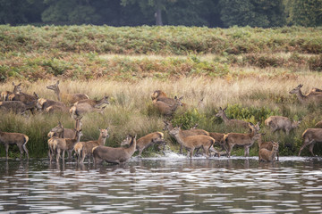 Red deer harem during Autumn rut being forced into lake by stag