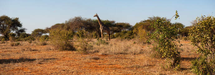 Giraffes in Tsavo East National Park, Kenya © forcdan
