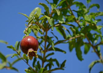 Pomegranate